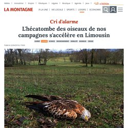 L'hécatombe des oiseaux de nos campagnes s'accélère en Limousin - Guéret (23000)