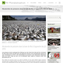 Hécatombe de poissons dans la baie de Rio à l’approche des JO 2016