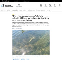 "L’hécatombe recommence" alerte le collectif SOS Loue qui réclame du Comté bio pour sauver nos rivières