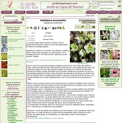 Helleborus ericsmithii - Hellébore