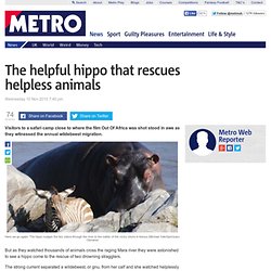 The helpful hippo who rescues other animals from Mara river