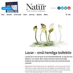 Lavar – små hemliga kollektiv – Sveriges Natur