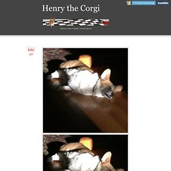 Henry the Corgi