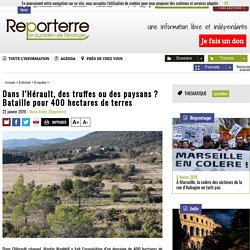 Dans l’Hérault, des truffes ou des paysans ? Bataille pour 400 hectares de terres