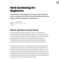 Herb Gardening for Beginners: What to Choose and Where to Plant