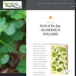 Herb of the day: ALCHEMILLA VULGARIS