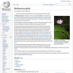 Herbaceous plant