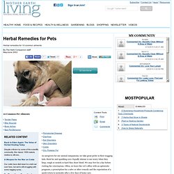 Herbal Remedies for Pets