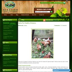 Herbs For Healthy Chickens