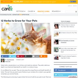 Herbs For Pets
