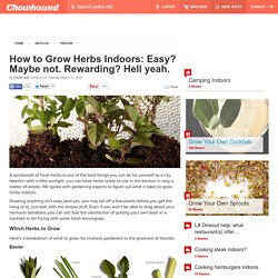 How to Grow Herbs Indoors: Easy? Maybe not. Rewarding? Hell yeah. - Chowhound