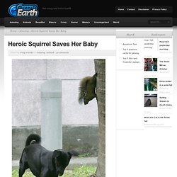 Heroic Squirrel Saves Her Baby
