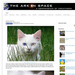 The Ark In Space: Heterochromia – The Eyes Have It