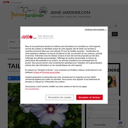 Tailler l'hibiscus - quand, comment, pourquoi ? Jaime-jardiner.com