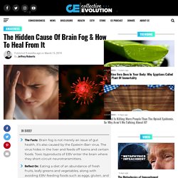 The Hidden Cause Of Brain Fog & How To Heal From It