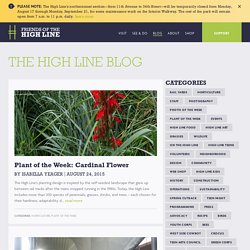 The High Line - Blog