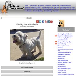 West Highland White Terrier, Westie Information and Pictures