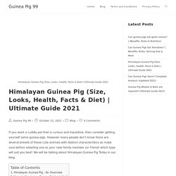 All about Himalayan Guinea Pig