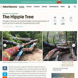 The Hippie Tree – Traverse City, Michigan