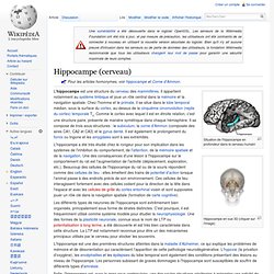 Hippocampe (cerveau)