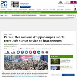Pérou : Des millions d’hippocampes morts retrouvés sur un navire de braconneurs