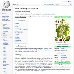 WIKIPEDIA (anglophone) - Aesculus hippocastanum.