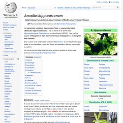WIKIPEDIA - Aesculus hippocastanum.
