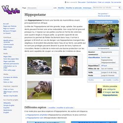 Hippopotame - Vikidia, l’encyclopédie des 8-13 ans