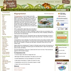 Fun facts about the Hippopotamus - Hippopotamus Facts and Information - The Jungle Store
