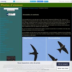 Hirondelles et martinets - Photos d'oiseaux