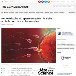 Petite histoire du spermatozoïde : la Belle au bois dormant et les missiles