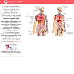 Histologie des organes