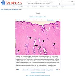 Histology images of Breast by PathPedia.com: Pathology e-Atlas