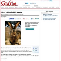 Historic Meat Rabbit Breeds