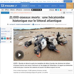 21.000 oiseaux morts : une hécatombe historique sur le littoral atlantique
