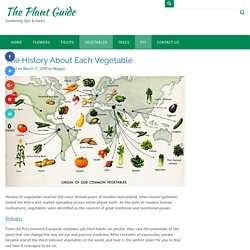 The History About Each Vegetable