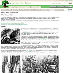 History of the giant sequoia