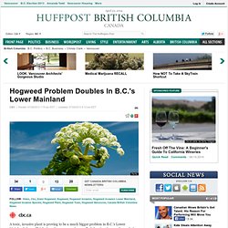 Hogweed Problem Doubles In B.C.'s Lower Mainland