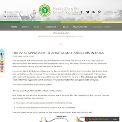 Holistic approach to anal gland problems in dogs