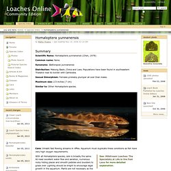 Homaloptera yunnanensis — Loaches Online