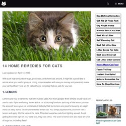 14 Home Remedies for Cats - Purrfect Love