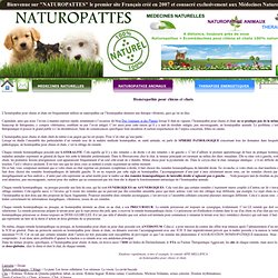 Homeopathie pour chiens et chats