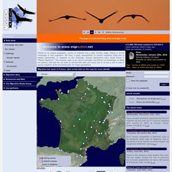 Homepage - www.migraction.net