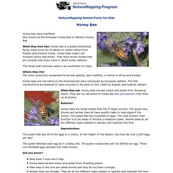 Honey Bee Facts for Kids - NatureMapping