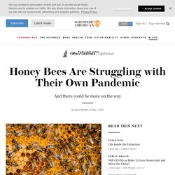 Honey Bees Are Struggling with Their Own Pandemic