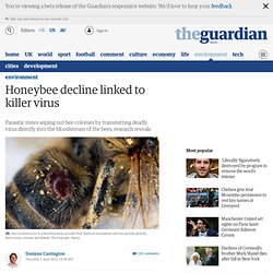 Honeybee decline linked to killer virus