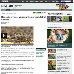 Honeybee virus: Varroa mite
