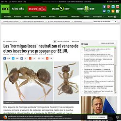 Las 'hormigas locas' neutralizan el veneno de otros insectos y se propagan por EE.UU.