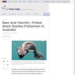 Rare And 'Horrific': Frilled Shark Startles Fishermen In Australia