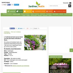 Hortensia : plantation, taille et conseils d'entretien